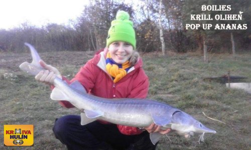 Boilies Krill/Oliheň, pop up Ananas