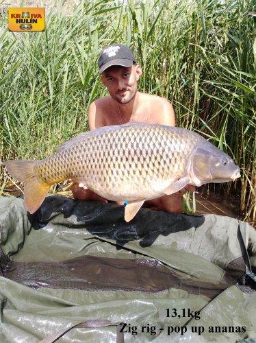 13,1kg, zig rig - pop up ananas