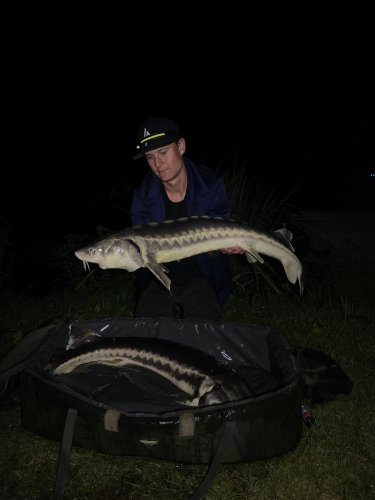 Peleta Black halibut krev + booster Calypso