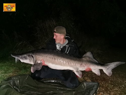 Vyza 200cm, 45-50kg, sumčí boilies
