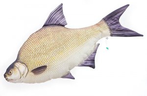 Plyšová ryba Gaby - PLESKÁČ VEĽKÝ - 65 cm