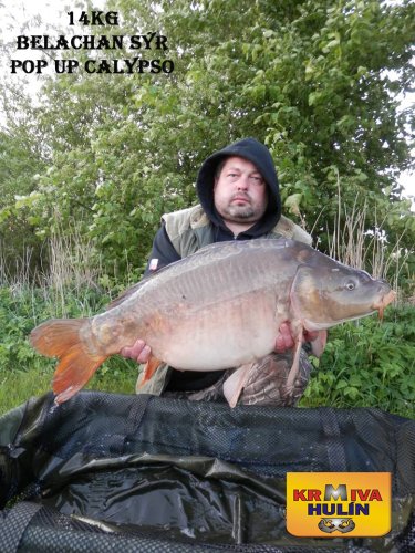 14kg, boilies Belachan/Sýr, pop up Calypso, svazová voda