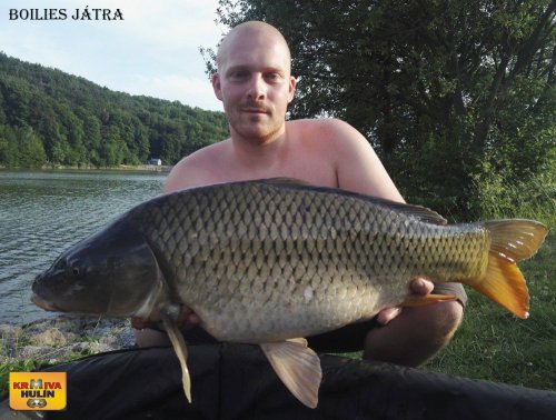 Boilies játra