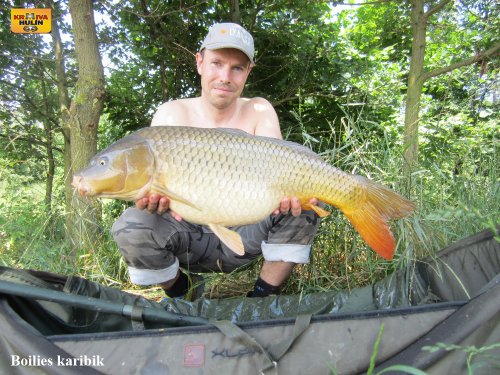 Boilies karibik
