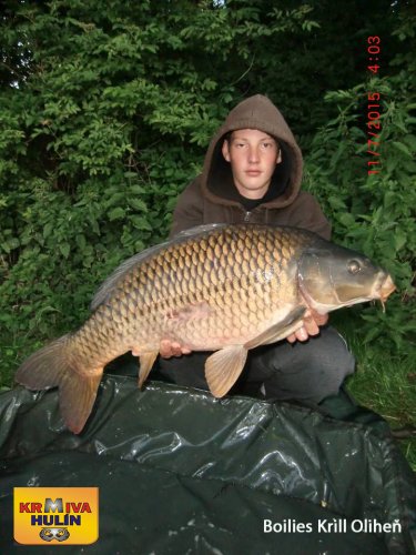 Boilies Krill/Oliheň
