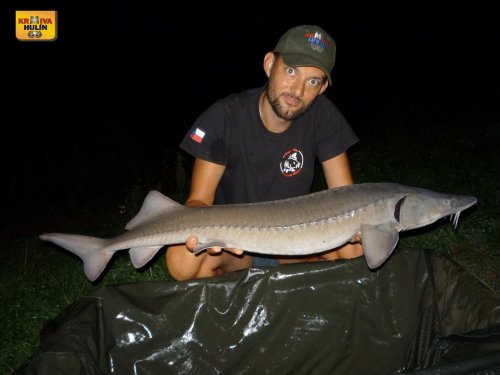 Jeseter 100cm, boilies konopný květ