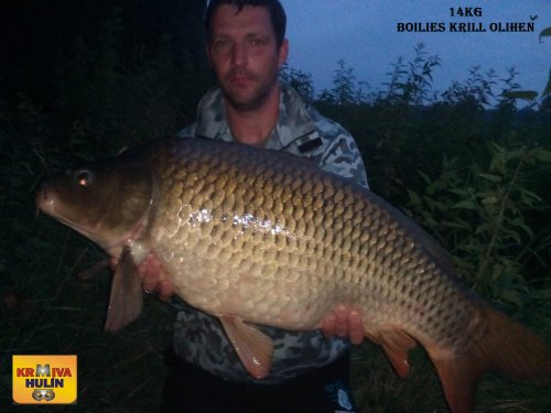14kg, boilies Krill/Oliheň, svazová voda