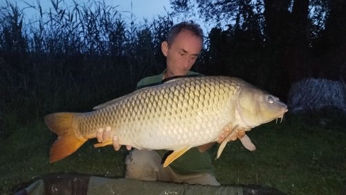 Boilies Pikantní perník