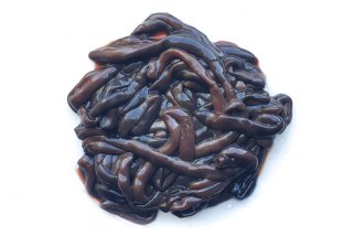 Mražení bezobratlí