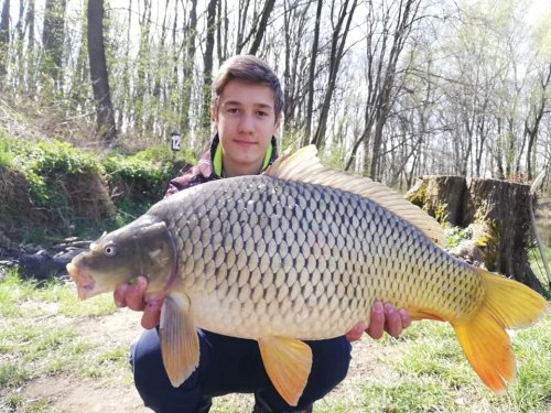 Boilies Medová pampeliška