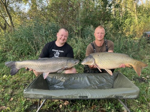 Boilies Krill a oliheň
