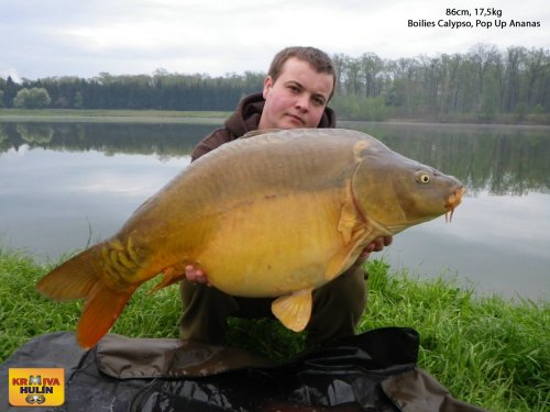 86cm, 17,5kg, boilies Calypso, pop up Ananas