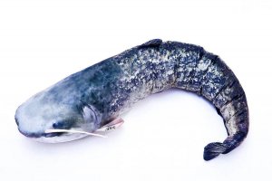 Plyšová ryba Gaby - SUMEC VEĽKÝ - 115 cm