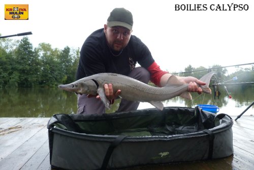 Boilies calypso