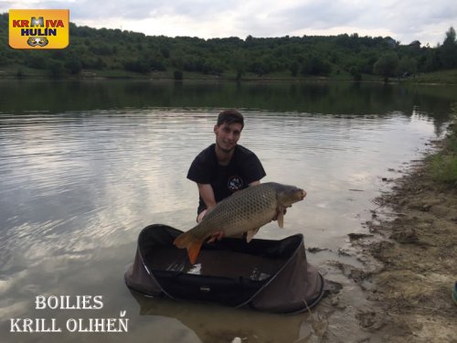 Boilies krill/oliheň