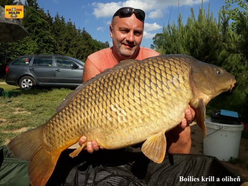 Boilies krill/oliheň