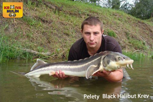 Peleta Black halibut krev