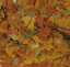TROPICAL GOLDFISH COLOR - Vyberte balení: 100 ml / 20 g