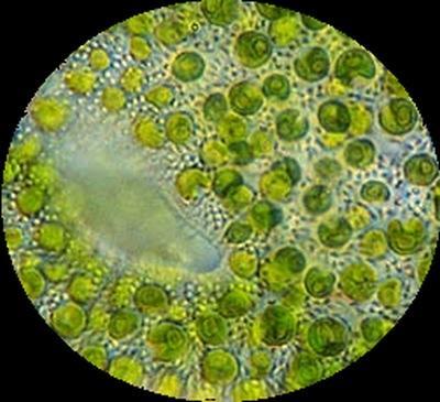 CHLORELLA - Sladkovodní řasa - pro psy - Vyberte balení: 100 g