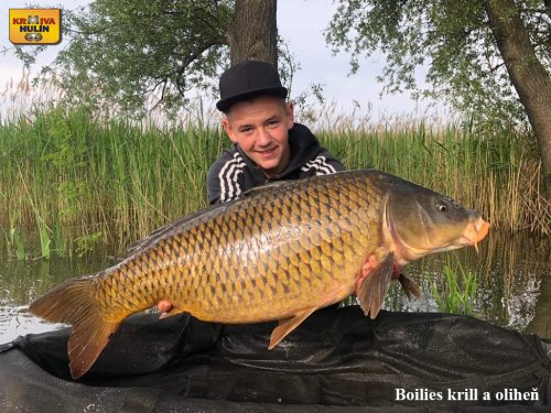 Boilies krill a oliheň.
