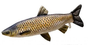 Plyšová ryba Gaby - AMUR střední - 75 cm