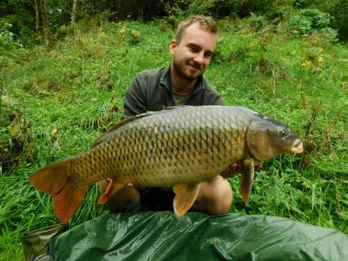 Boilies Frankfurtská klobása, pop up Pikantní jahoda