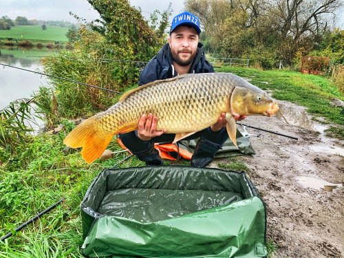 92cm, 16kg, vařená kukuřice dipovaná a obalená v práškovém dipu Mléčná kukuřice
