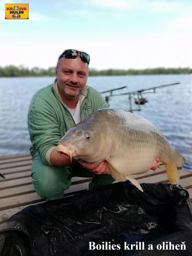 Boilies krill/oliheň