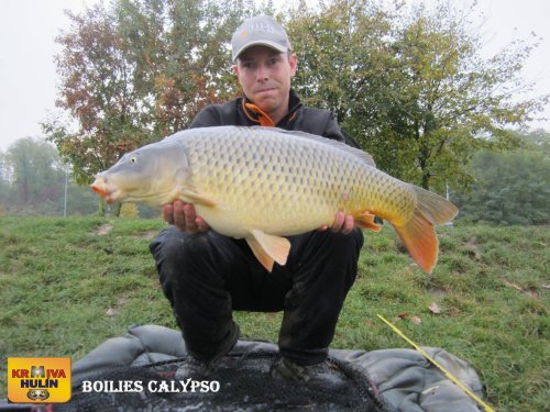 81cm, boilies Calypso