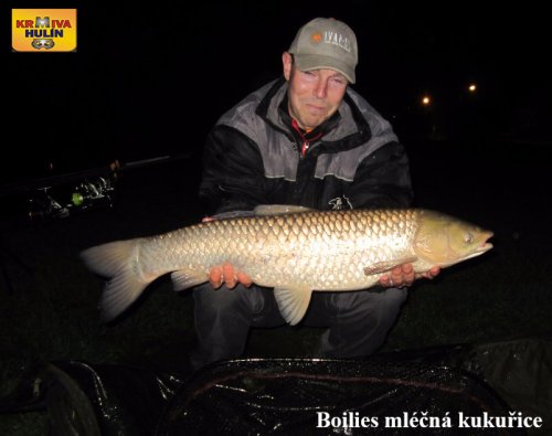 Boilies mléčná kukuřice