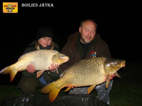 Boilies játra