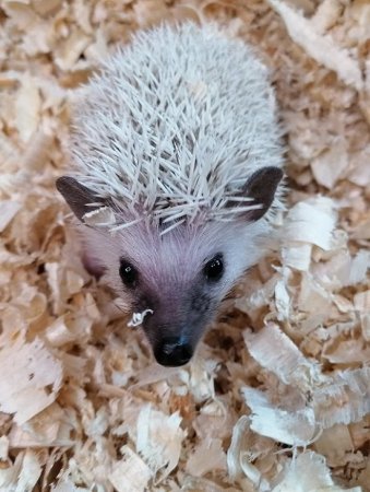 PODESTÝLKA ProBioBED CLASIC zelená - Sterilní, bezprašné, měkké hobliny - 550 L