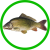Kaprovité ryby