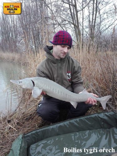 Boilies tygří ořech.