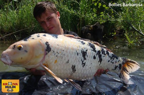 Boilies Barbarosa, svazová voda