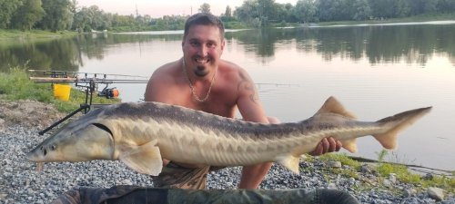 Boilies Calypso