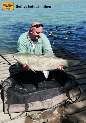 Boilies ledová oliheň