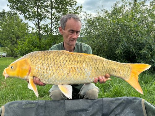 Boilies Pikantní krill