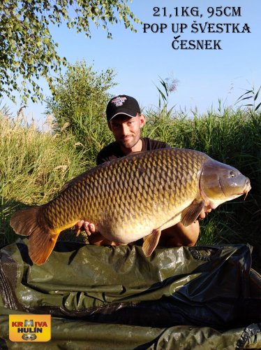 95cm, 21,1kg, zig rig - pop up švestka/česnek