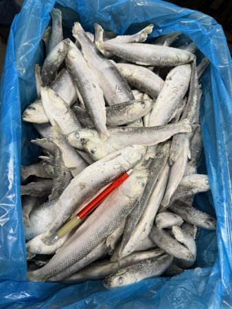 SLEĎ BALTSKÝ CELÝ MINI - Mražené nástražní ryby - 15 - 20 cm - Vyberte balení: 300 g