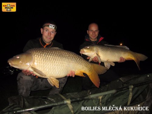 Boilies mléčná kukuřice