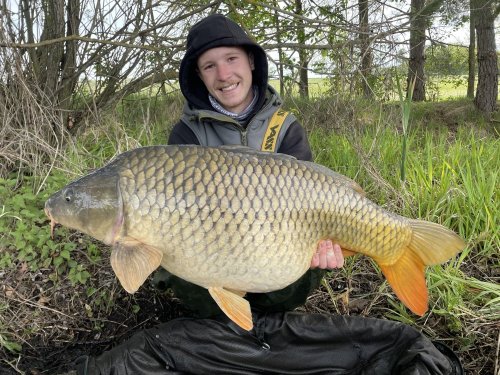 Boilies Pikantní krill, pop up Bílý pepř
