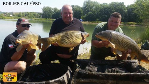Boilies calypso