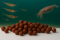 Boilies - KRILL a OLIHEŇ - Ø 24 mm (Krmiva Hulín, BOKO24-1) | Krmiva Hulín
