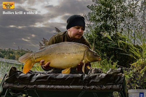 Boilies krill/oliheň