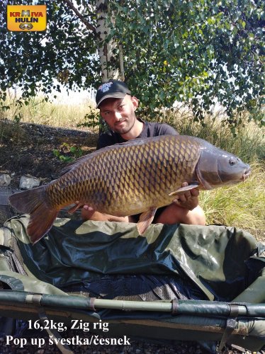 16,2kg, zig rig - pop up švestka/česnek