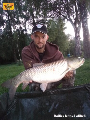 Boilies ledová oliheň, svazová voda