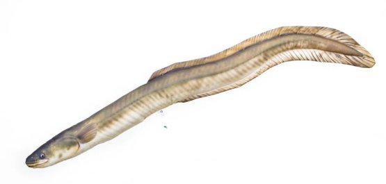 Plyšová ryba Gaby - ÚHOŘ ŘÍČNÍ - 115 cm (GABY, PÚŘ) | Krmiva Hulín