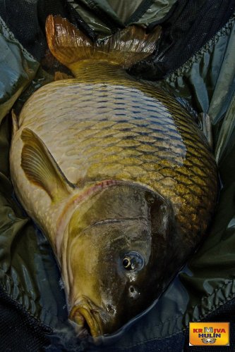 Boilies krill/oliheň