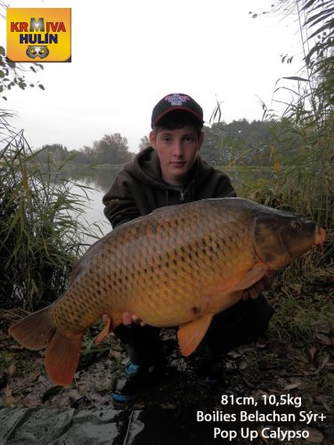 81cm, 10,5kg, boilies Belachan/Sýr, pop up Calypso, svazová voda